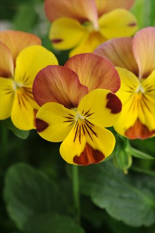 Foto de variedad de flores para ser usadas como: Maceta, planta de temporada, patio Viola cornuta Sorbet™ Peach Melba