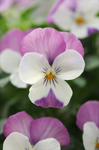 Foto de variedad de flores para ser usadas como: Maceta, planta de temporada, patio Viola cornuta Sorbet™ Pink Wing
