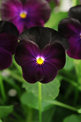 Foto de variedad de flores para ser usadas como: Maceta, planta de temporada, patio Viola cornuta Sorbet™ XP Blackberry