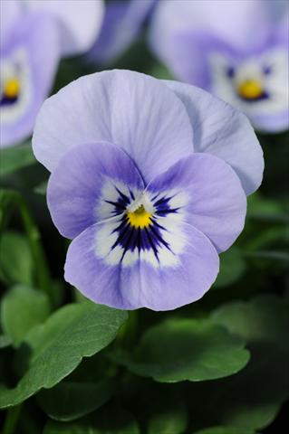 Foto de variedad de flores para ser usadas como: Maceta, planta de temporada, patio Viola cornuta Sorbet™ XP Marina