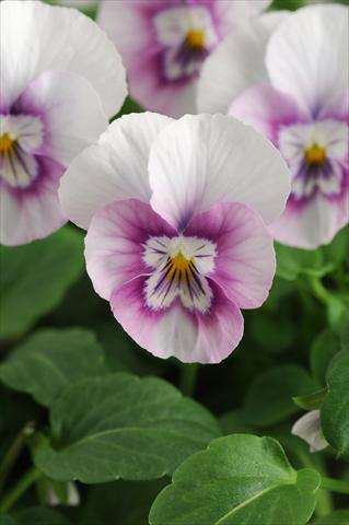 Foto de variedad de flores para ser usadas como: Maceta, planta de temporada, patio Viola cornuta Sorbet™ XP Pink Halo