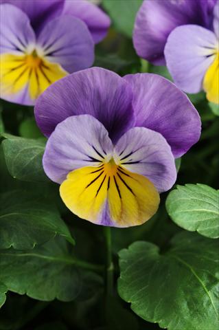 Foto de variedad de flores para ser usadas como: Maceta, planta de temporada, patio Viola cornuta Sorbet™ XP Yellow Frost