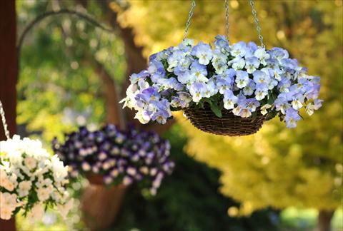 Foto de variedad de flores para ser usadas como: Maceta, planta de temporada, patio Viola wittrockiana Cool Wave Frost