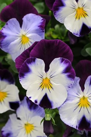 Foto de variedad de flores para ser usadas como: Maceta, planta de temporada, patio Viola wittrockiana Cool Wave Violet Wing