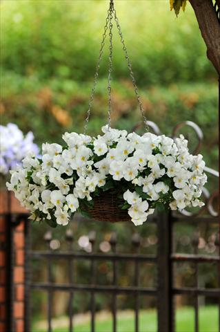 Foto de variedad de flores para ser usadas como: Maceta, planta de temporada, patio Viola wittrockiana Cool Wave White