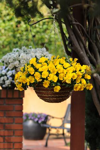 Foto de variedad de flores para ser usadas como: Maceta, planta de temporada, patio Viola wittrockiana Cool Wave Yellow