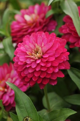 Foto de variedad de flores para ser usadas como: Maceta y planta de temporada Zinnia marylandica Double Zahara Strawberry