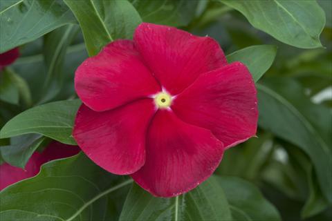 Foto de variedad de flores para ser usadas como: Maceta y planta de temporada Catharanthus roseus - Vinca Cora Red