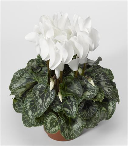 Foto de variedad de flores para ser usadas como: Tarrina de colgar / Maceta Cyclamen persicum Rainier F1 White North