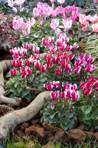 Foto de variedad de flores para ser usadas como: Tarrina de colgar / Maceta Cyclamen persicum mini Snowridge F1