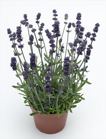 Foto de variedad de flores para ser usadas como: Maceta y planta de temporada Lavandula angustifolia Sentivia Early Blue