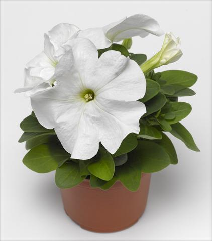 Foto de variedad de flores para ser usadas como: Maceta, planta de temporada, patio Petunia grandiflora Duvet White