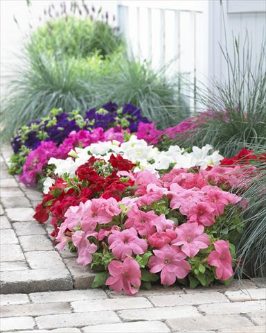 Foto de variedad de flores para ser usadas como: Maceta, planta de temporada, patio Petunia grandiflora Duvet