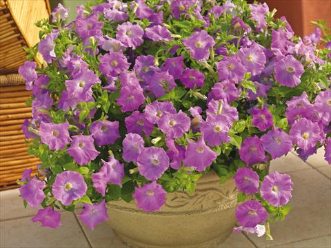 Foto de variedad de flores para ser usadas como: Maceta y planta de temporada Petunia milliflora Picobella Cascade Lavender
