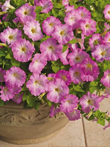 Foto de variedad de flores para ser usadas como: Maceta y planta de temporada Petunia milliflora Picobella Cascade Pink Glo