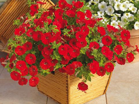 Foto de variedad de flores para ser usadas como: Maceta y planta de temporada Petunia milliflora Picobella Cascade Red