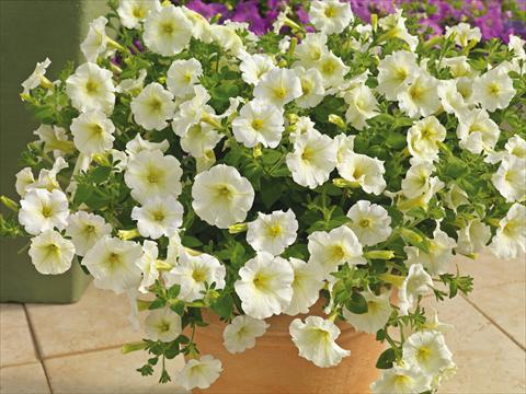 Foto de variedad de flores para ser usadas como: Maceta y planta de temporada Petunia milliflora Picobella Cascade White