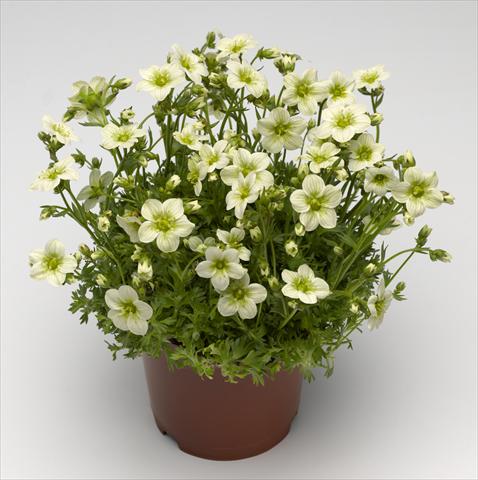 Foto de variedad de flores para ser usadas como: Maceta y planta de temporada Saxifraga x arendsii Alpino Early Lime