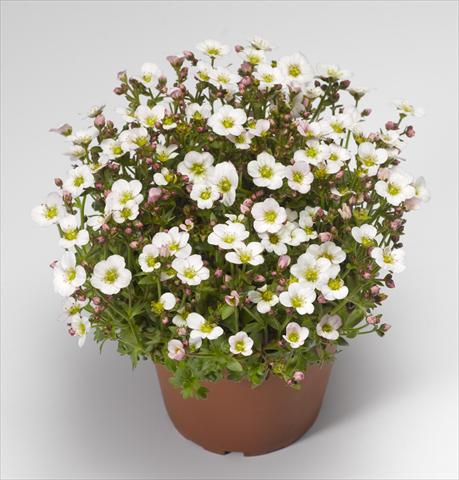 Foto de variedad de flores para ser usadas como: Maceta y planta de temporada Saxifraga x arendsii Alpino Early White