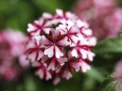 Foto de variedad de flores para ser usadas como: Maceta, patio, Tarrina de colgar Verbena hybrida Lanai® Candy Cane