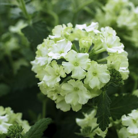 Foto de variedad de flores para ser usadas como: Maceta, patio, Tarrina de colgar Verbena hybrida Lanai® Lime green