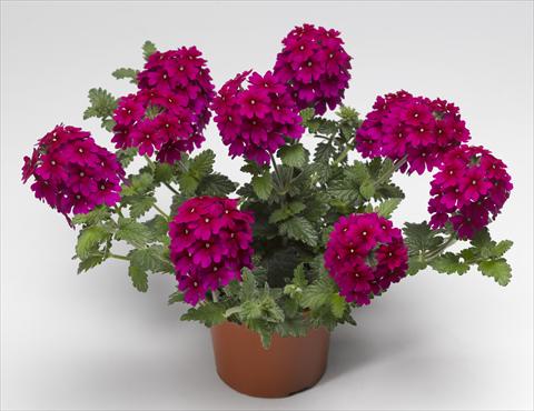 Foto de variedad de flores para ser usadas como: Maceta, patio, Tarrina de colgar Verbena hybrida Lanai® Magenta