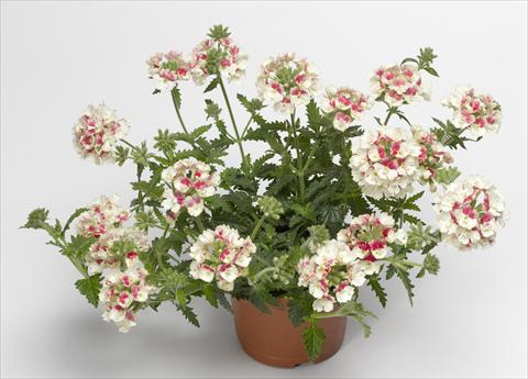 Foto de variedad de flores para ser usadas como: Maceta, patio, Tarrina de colgar Verbena hybrida Lanai® Vintage Rose