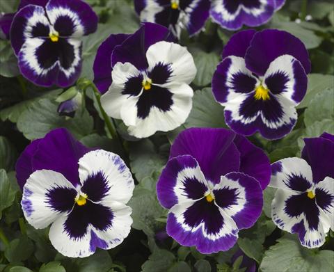 Foto de variedad de flores para ser usadas como: Maceta y planta de temporada Viola wittrockiana Karma F1 Violet with Face Imp