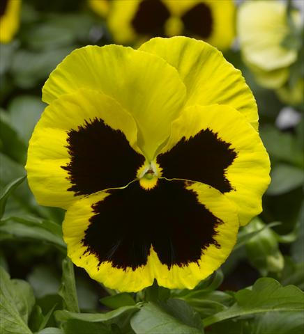 Foto de variedad de flores para ser usadas como: Maceta y planta de temporada Viola wittrockiana Karma F1 Yellow Blotch Imp