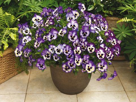 Foto de variedad de flores para ser usadas como: Maceta y planta de temporada Viola wittrockiana Wonderfall™ F1 Blue Picotee Shades