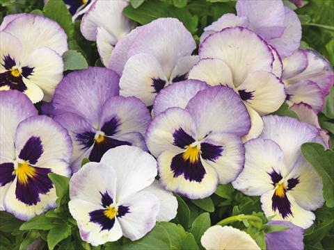 Foto de variedad de flores para ser usadas como: Maceta y planta de temporada Viola wittrockiana Wonderfall™ F1 Lavender Picotee Shades