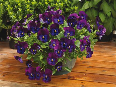 Foto de variedad de flores para ser usadas como: Maceta y planta de temporada Viola wittrockiana Wonderfall™ F1 Purple and Blue Shades