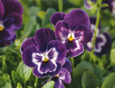 Foto de variedad de flores para ser usadas como: Maceta y planta de temporada Viola wittrockiana Wonderfall™ F1 Purple with Face