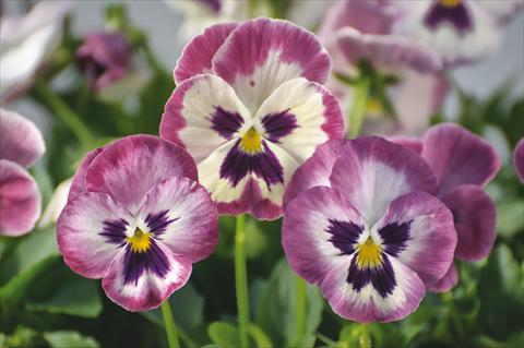 Foto de variedad de flores para ser usadas como: Maceta y planta de temporada Viola wittrockiana Wonderfall™ F1 Rose Shades with Face