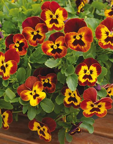 Foto de variedad de flores para ser usadas como: Maceta y planta de temporada Viola wittrockiana Wonderfall™ F1 Yellow Red Wing