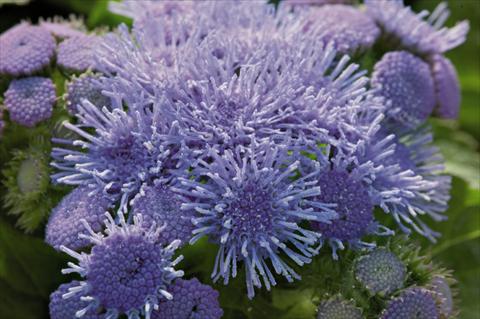 Foto de variedad de flores para ser usadas como: Maceta y planta de temporada Ageratum houstonianum Blue Hawaii 5.0
