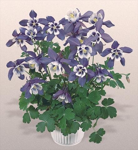 Foto de variedad de flores para ser usadas como: Maceta y planta de temporada Aquilegia hybrida Spring Magic® Blue and White