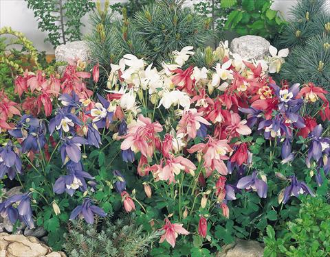 Foto de variedad de flores para ser usadas como: Maceta y planta de temporada Aquilegia hybrida Spring Magic® Mix