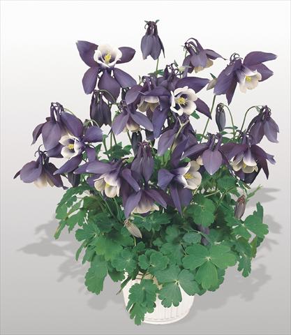 Foto de variedad de flores para ser usadas como: Maceta y planta de temporada Aquilegia hybrida Spring Magic® Navy and White