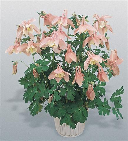 Foto de variedad de flores para ser usadas como: Maceta y planta de temporada Aquilegia hybrida Spring Magic® Pink and White