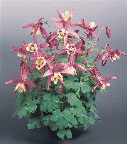 Foto de variedad de flores para ser usadas como: Maceta y planta de temporada Aquilegia hybrida Spring Magic® Rose and Ivory