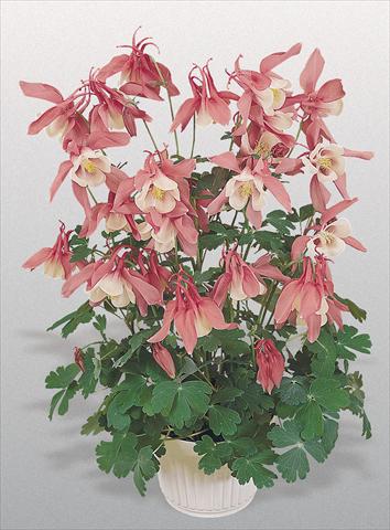 Foto de variedad de flores para ser usadas como: Maceta y planta de temporada Aquilegia hybrida Spring Magic® Rose and White