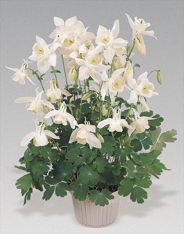 Foto de variedad de flores para ser usadas como: Maceta y planta de temporada Aquilegia hybrida Spring Magic® White