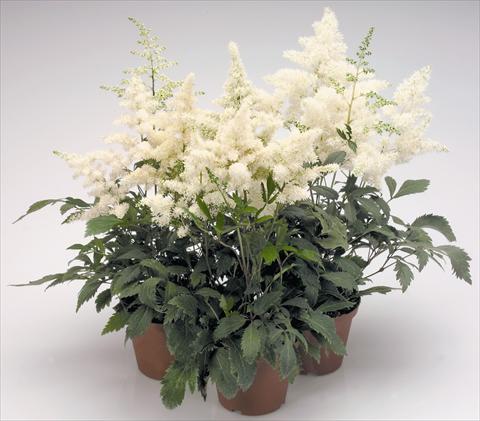 Foto de variedad de flores para ser usadas como: Maceta y planta de temporada Astilbe arendsii Astary® White