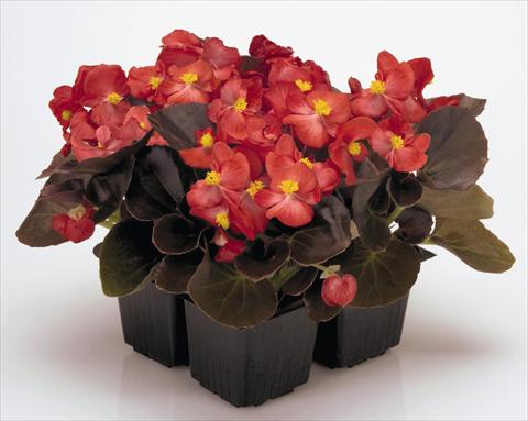 Foto de variedad de flores para ser usadas como: Maceta y planta de temporada Begonia semperflorens Nightlife Red