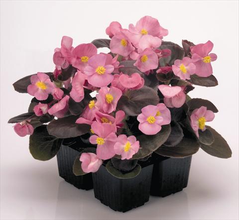 Foto de variedad de flores para ser usadas como: Maceta y planta de temporada Begonia semperflorens Nightlife Rose