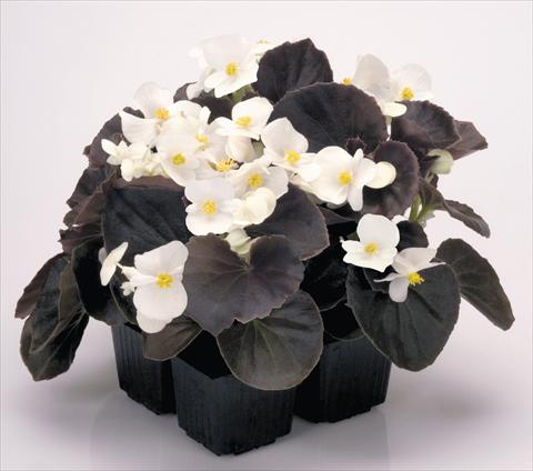 Foto de variedad de flores para ser usadas como: Maceta y planta de temporada Begonia semperflorens Nightlife White