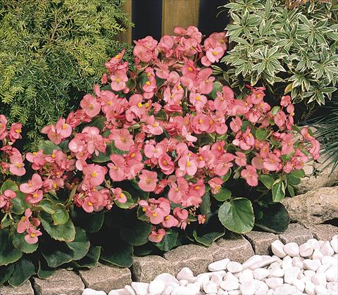 Foto de variedad de flores para ser usadas como: Maceta y planta de temporada Begonia semperflorens Sprint Deep Pink