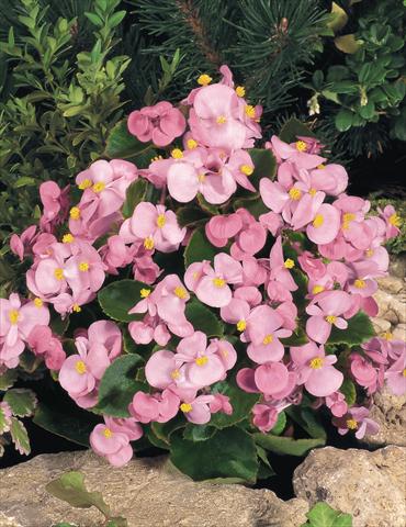 Foto de variedad de flores para ser usadas como: Maceta y planta de temporada Begonia semperflorens Sprint Pink