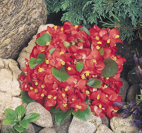 Foto de variedad de flores para ser usadas como: Maceta y planta de temporada Begonia semperflorens Sprint Red